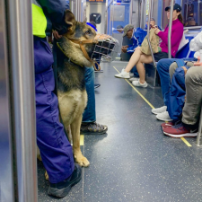 A security guard with a German shepherd on the Red Line. Photo: Dan Gaken