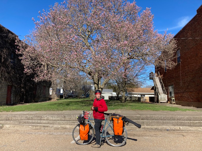 A flowering tree in Gulfport, Illinois, across the Mississippi River from Burlington, Iowa. Photo: John Greenfield